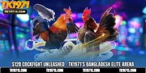 S128 Cockfight Unleashed - TK1971’s Bangladesh Elite Arena