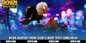 WS168 Cockfight Arena Secrets Inside TK1971 Bangladesh